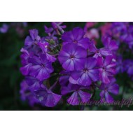 Флокс Кавказ